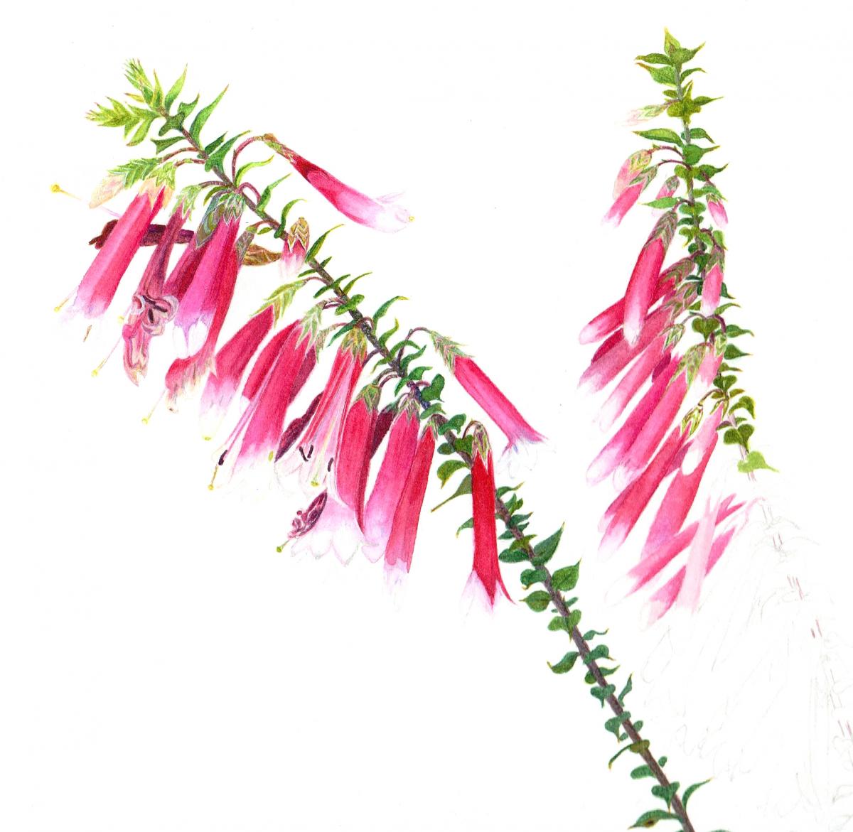 Epacris longiflora - by Jann Ollerenshaw