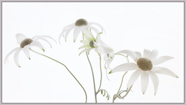 Pam Rooney - Flannel Flowers - Friends Photographic Group exhibition 2018 [Photo: Pam Rooney]