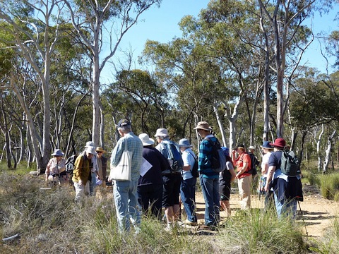 A group of walkers on Black Mountain Reserve