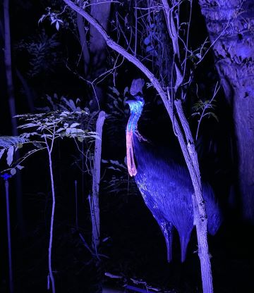 Cassowary after dark