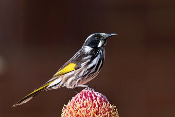 New Holland honeyeater feeding on Banksia menziesii in the Banksia garden on a late autumn day (photographer: Steven Playford)