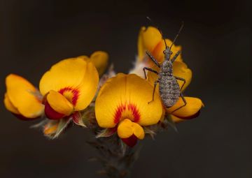 Bug on Peaflower (Graham Gall)