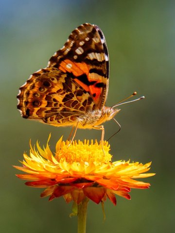 'Just Resting' (Australian Painted Lady butterfly on Xerochrysum flower) by Helen Dawes