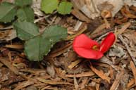 Kennedia prostrata - Murray Fagg