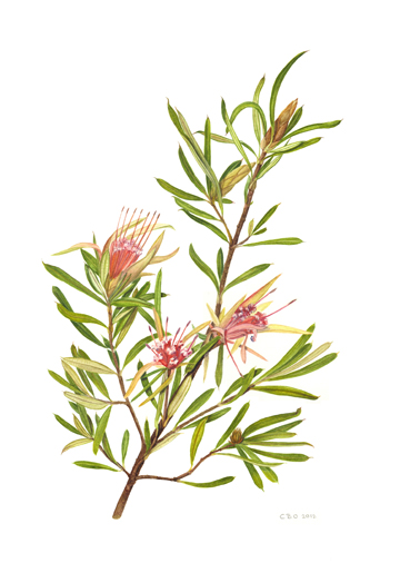 Lambertia formosa by Cornelia Buchen-Osmond
