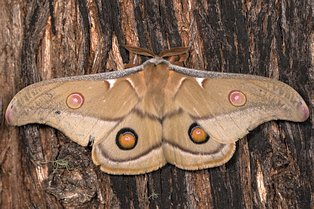 Opodiphthera eucalypti, possibly Australia’s most well-known large moth (previously known as Antheraea eucalypti) and is present in Canberra