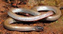 Pink-tailed worm lizard