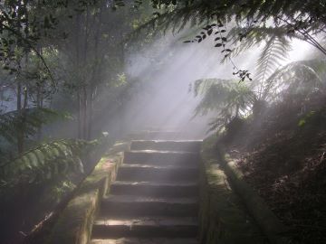 Misters in the rainforest