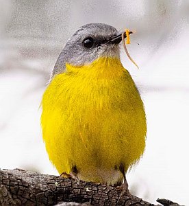 Yellow Robin - photo by Richard Arculus