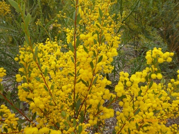 Acacia buxifolia (Box Leaf Wattle) by Andy Russell