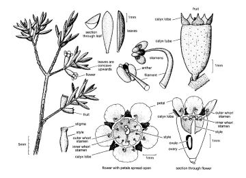 Angasomyrtus salina illustrations