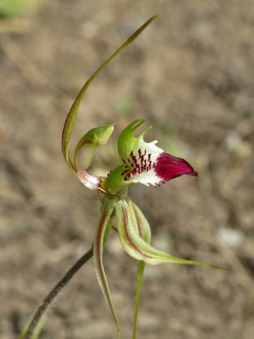 Thin Clubbed Mantis Orchid (Caladenia atrovespa) on Black Mountain 