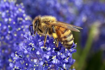 Bee collecting pollen CSIRO David McClenaghan 20220623