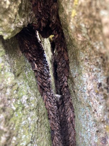 Bogong Moths along the rock (P Caley)