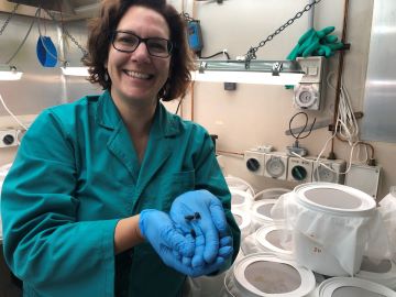Dr Valerie Caron with dung beetles