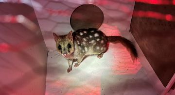 A travelling eastern quoll