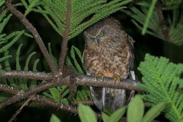 Morepork Owl - picture supplied by Parks Australia