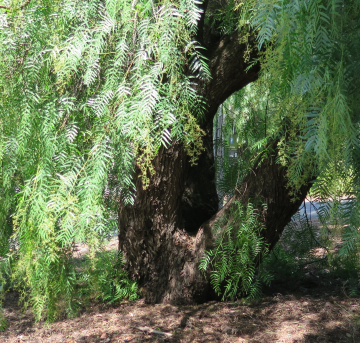 Pepper tree opposite Old Canberra House, ANU