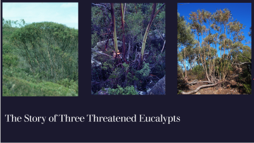 Story of three threatened eucalypts