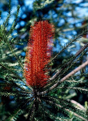 Banksia Ericifolia 'Red Clusters'