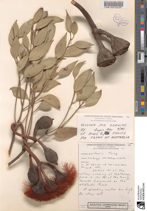 Australian National Herbarium specimen, Eucalyptus pyriformis, imaged by Picturae 