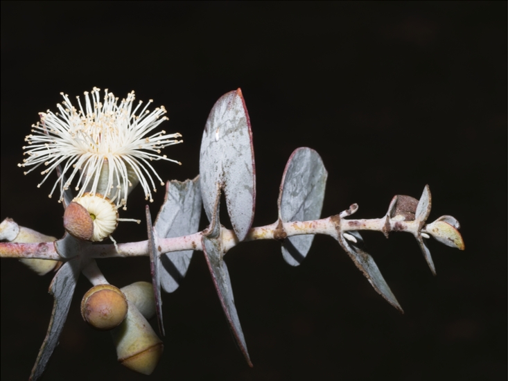 Jim Gould: Baby Blue Flowers (Eucalyptus pulverulenta) 
