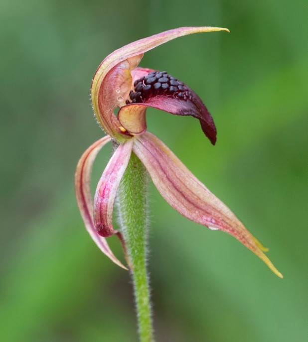 Bill Hall: Thick-lip Spider Orchid (Caladenia tessellate)