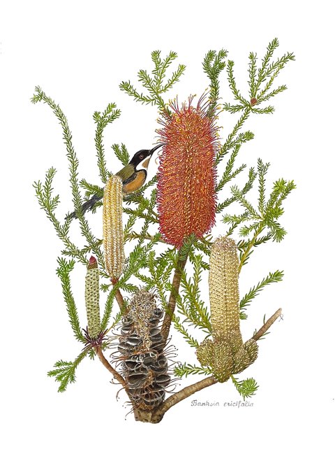 Leonie Bubb Banksia ericifolia