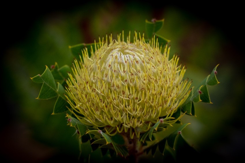 Irene Lorbergs: Banksia (Banksia baxteri)