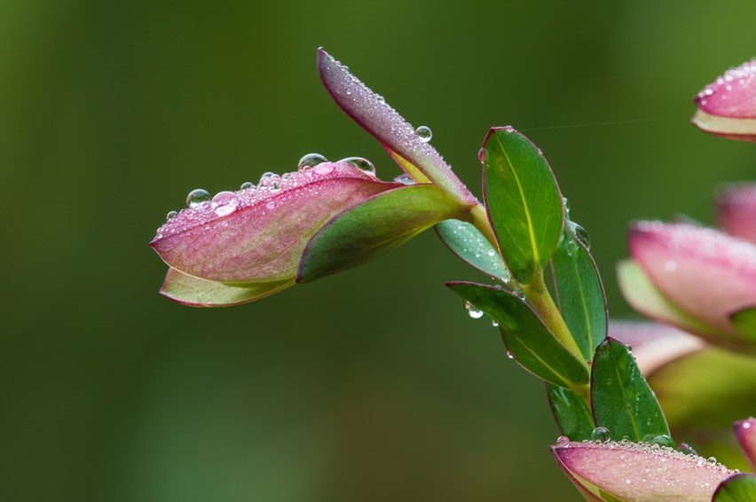Stephen Playford: Bejeweled (Qualup Bell, Pimelea physodes) 