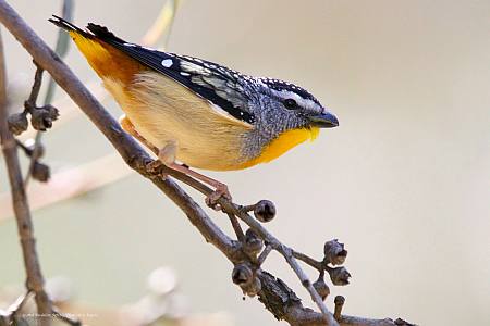 Spotted Pardalote  Photo: Chris Rogers