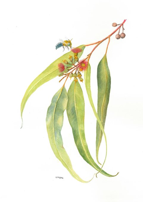 Susan Lyon: Eucalyptus sideroxylon (Ironbark)