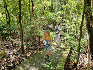 The rainforest walk