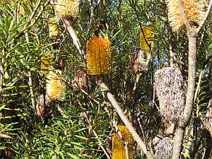 Banksia marginata, one of the plants on the ClimateWatch Trail