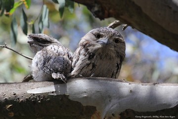 Tawny Frogmouths (photo: Steve Rogers)
