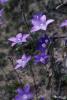 wahlenbergia gloriosa