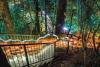 Luminous Botanicus - lights paths in the rainforest
