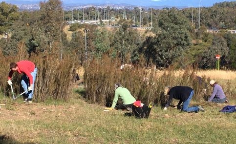 Weeders at work