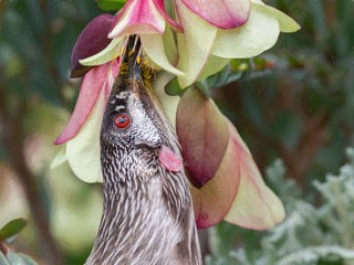 Wattle bird at the Gardens