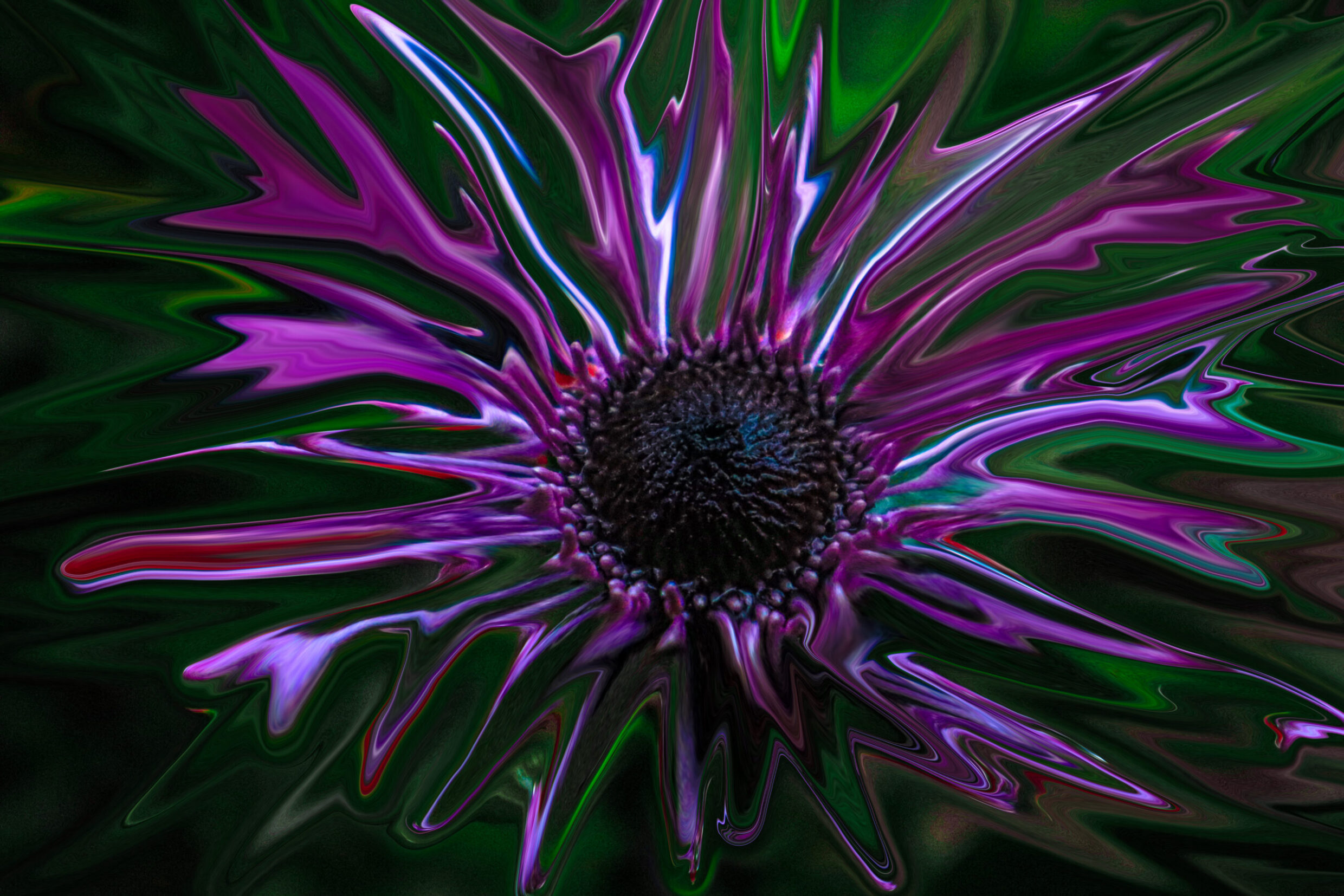 Winner 'purple whisper' Bridget Henderson Alfred Deakin High School