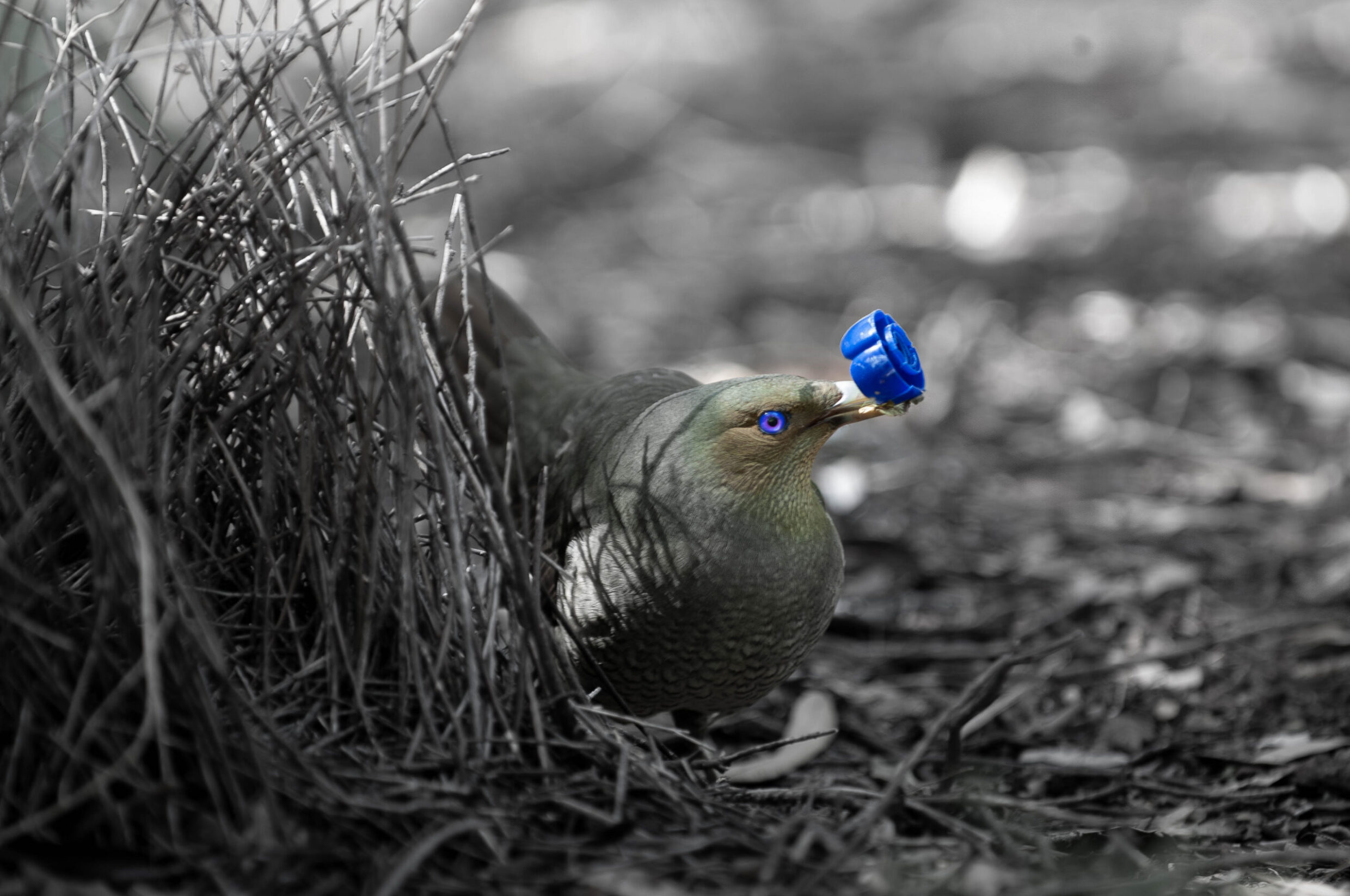 3rd 'A bower bird's treasure' Evan Banks Canberra High School