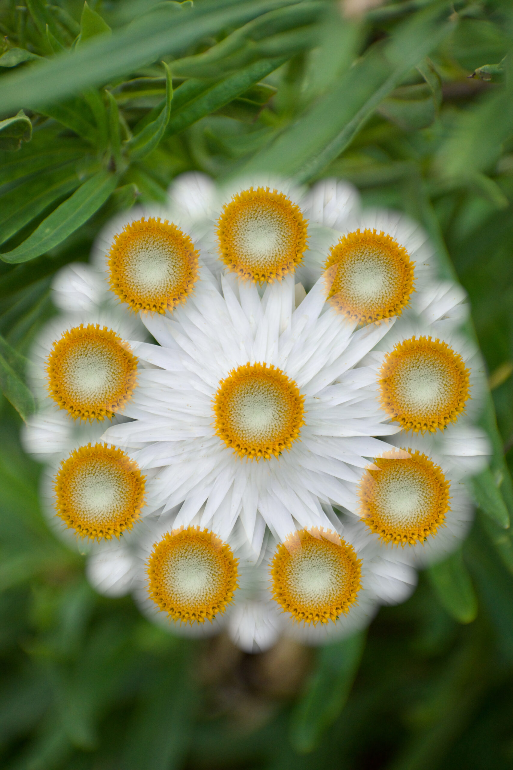 2nd 'Mystic Daisy' Lucy McClelland Yass High School