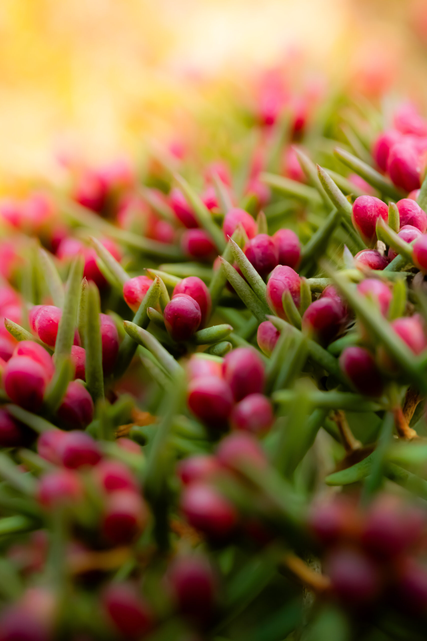 Highly Commended 'Macro Landscape' Tobias Eaton Lake Ginninderra College