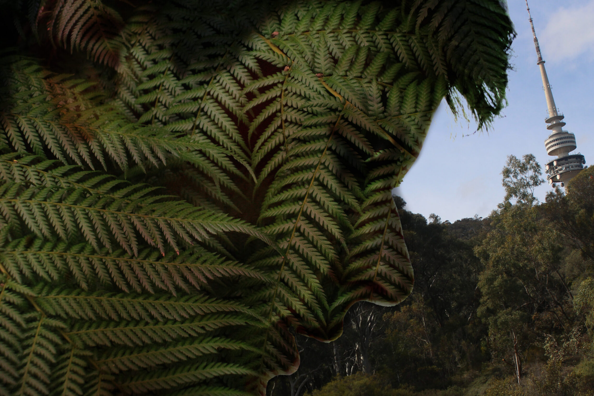 Highly Commended 'Fortune Favours the Fern' Will Campbell Mount Stromlo High School