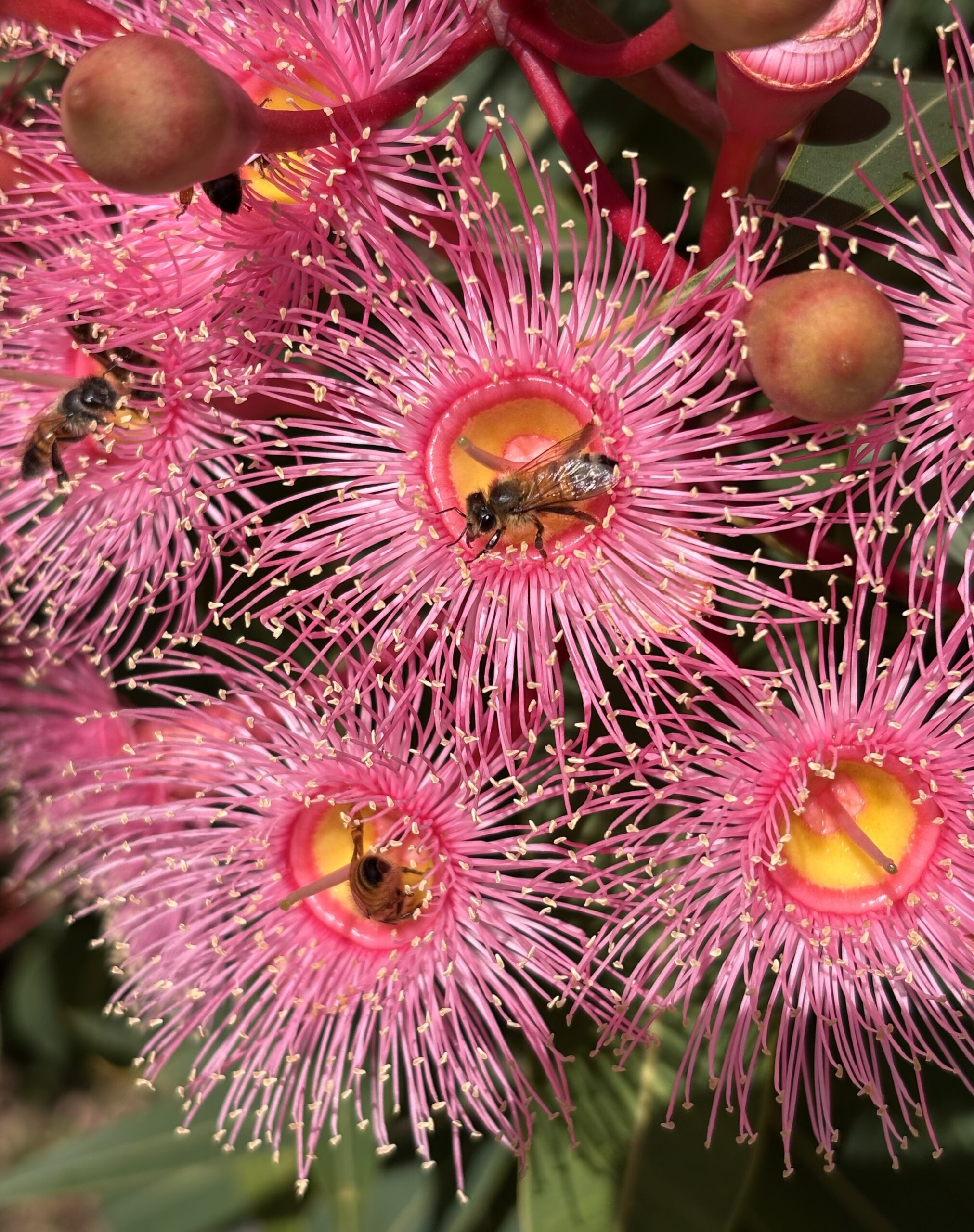 Winner 'Bees' Alexander Moen Kinma School