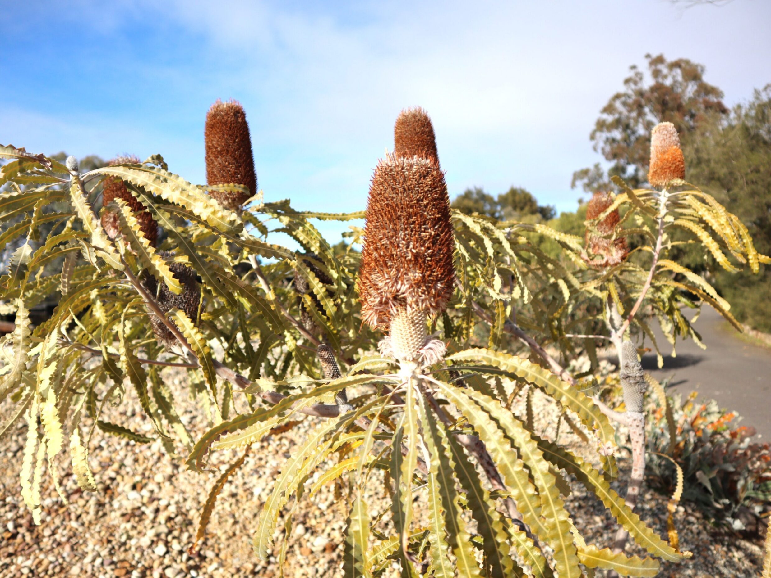 Highly Commended 'Sprouting Banksias' Clio Connal Blue Gum Community