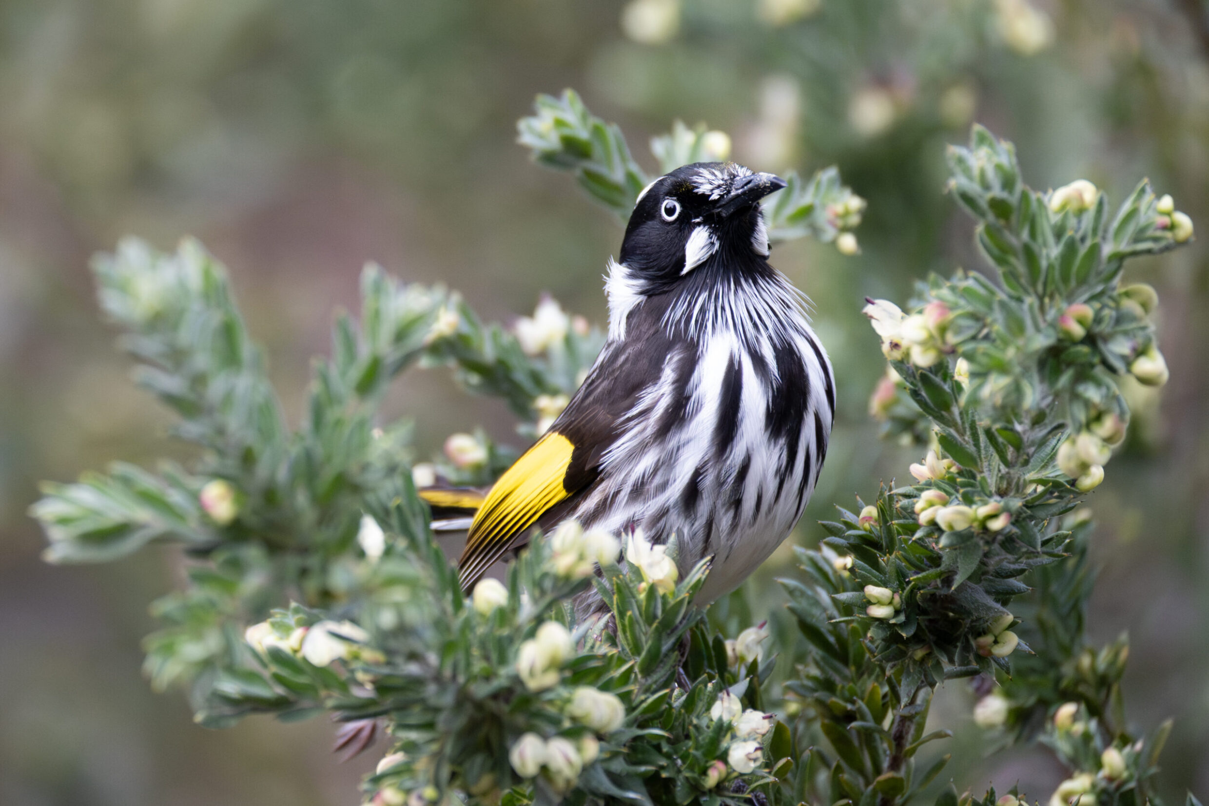 Winner 'King of The Gardens' Ella Edwards St Mary MacKillop College