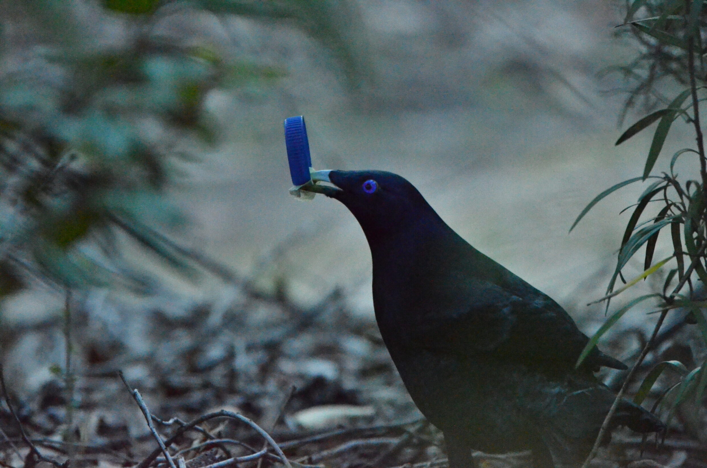 Highly Commended 'Scavenger' Ethan Newman-Smith Gold Creek School