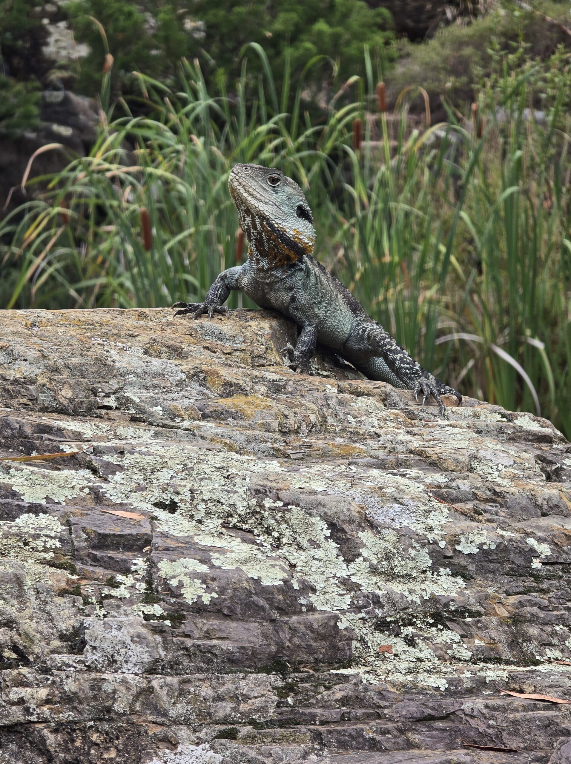 2nd 'Basking' Evie Canavan Taylor Primary School