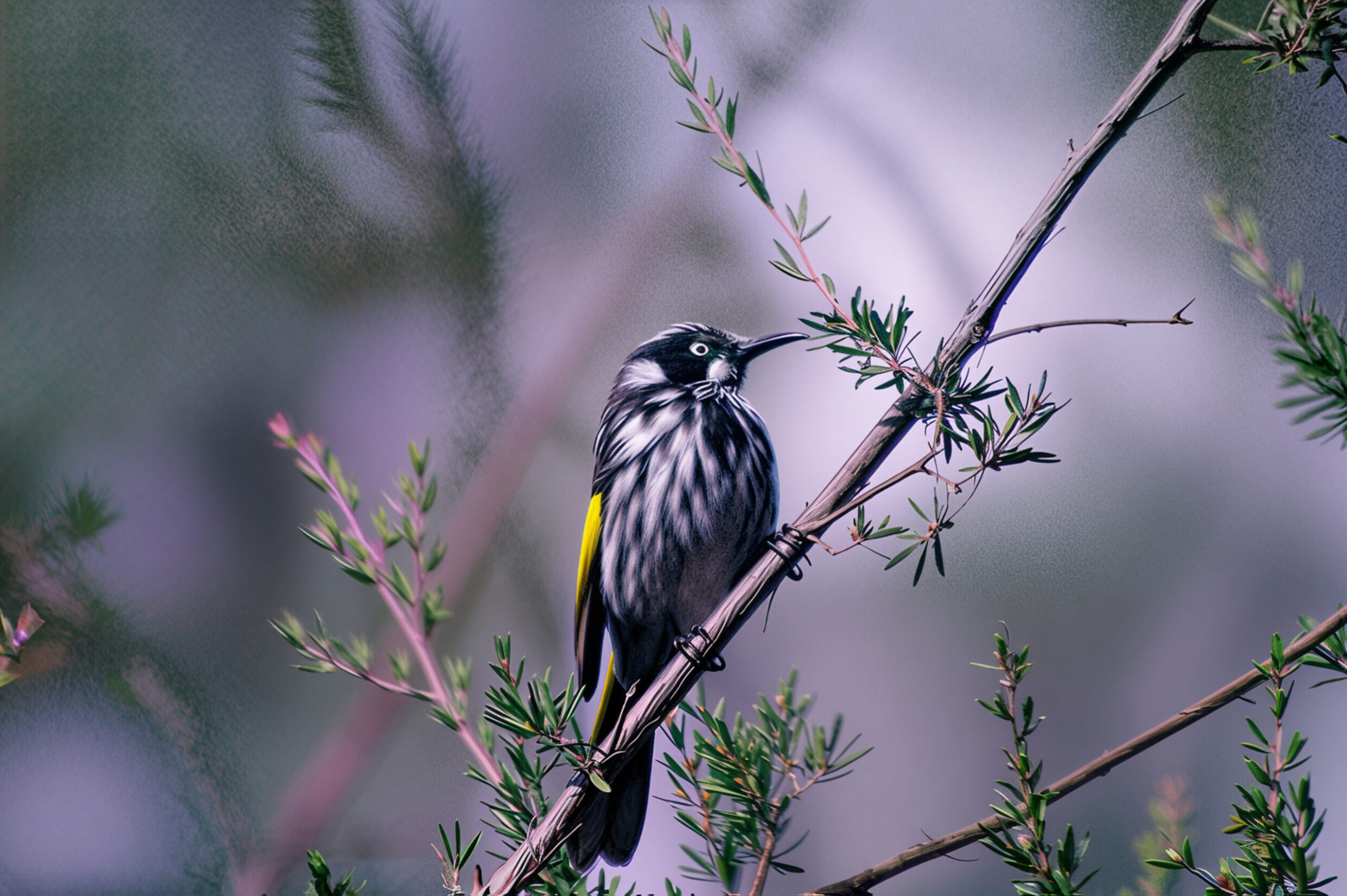 Commended 'Phyli Nova' Hannah De Bono Weetangera Primary School